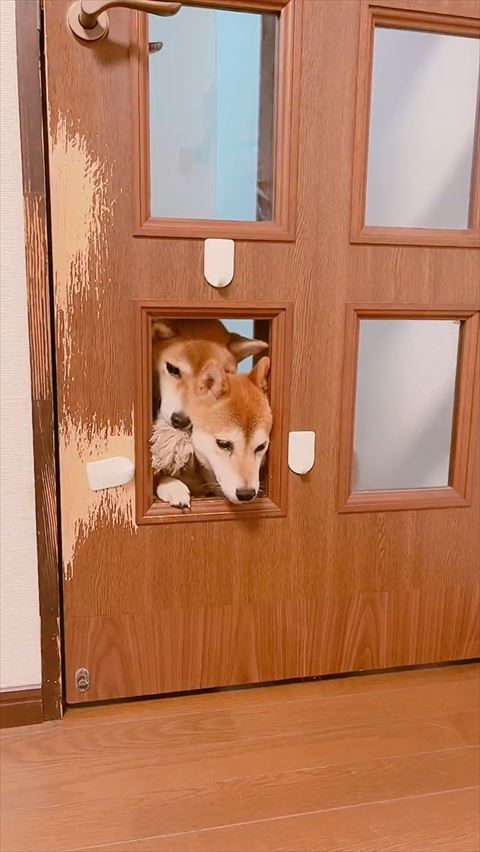 枠から2匹でようとする