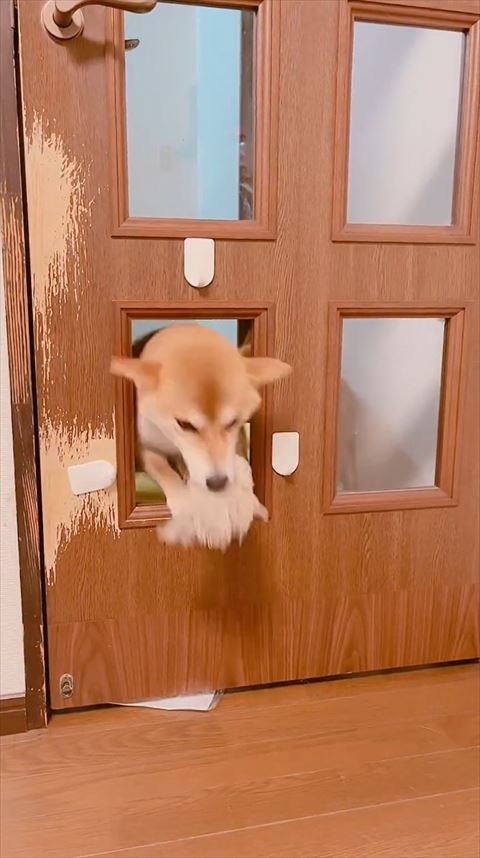 おもちゃくわえてジャンプするワンコ