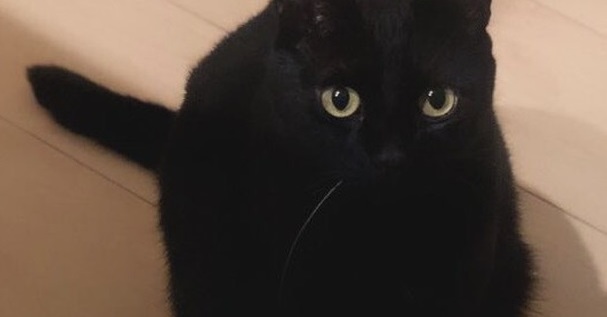 出しすぎちゃった猫 出しすぎちゃった猫 A former stray cat goes on a late-night