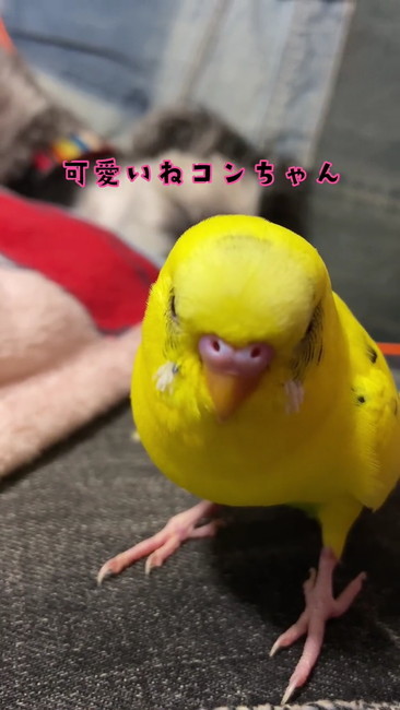 オススメ