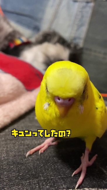 キュンってしたの