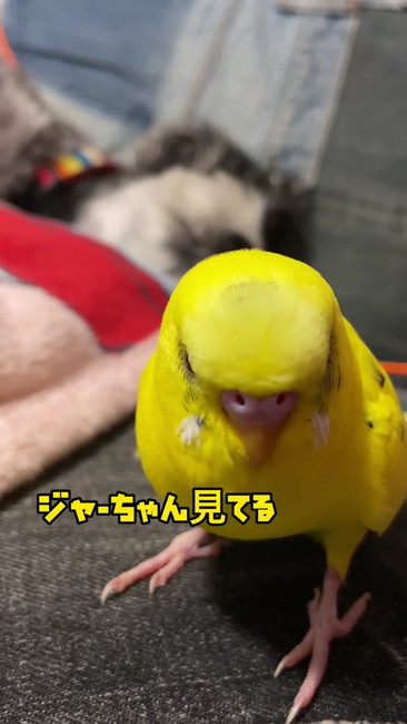 ジャーちゃん見てる