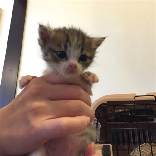 出会ってころの2匹