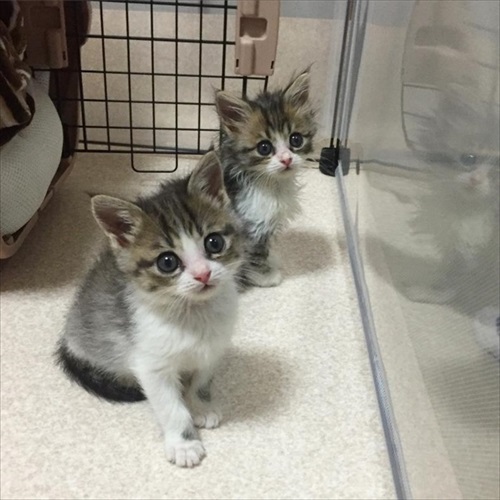 お迎えした頃の猫