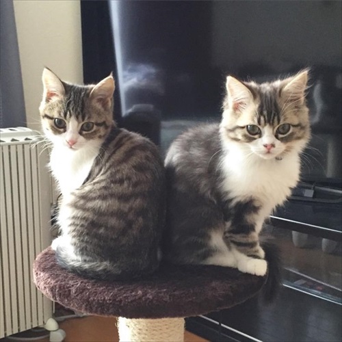 女の子と告知された子猫