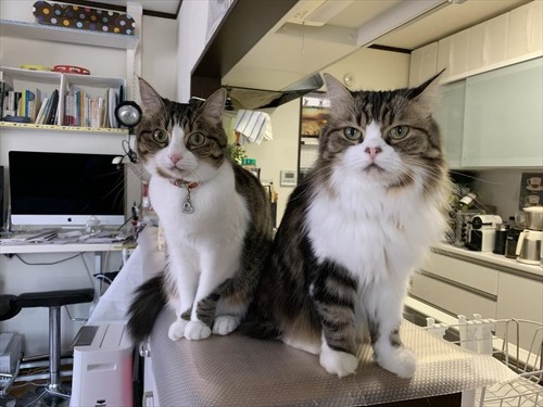 7歳のお誕生日を迎えた子猫