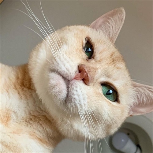 先輩猫のアスカ