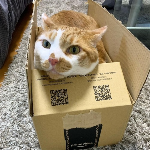 後輩猫のトラシロウ