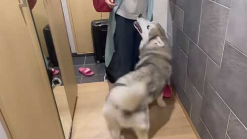 笑顔のシベリアンハスキー