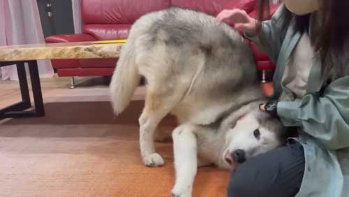 シベリアンハスキーの変なポーズ