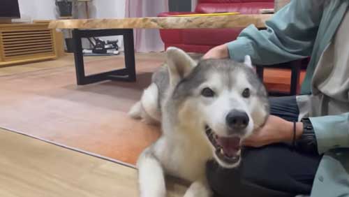シベリアンハスキーの喜びのポーズ