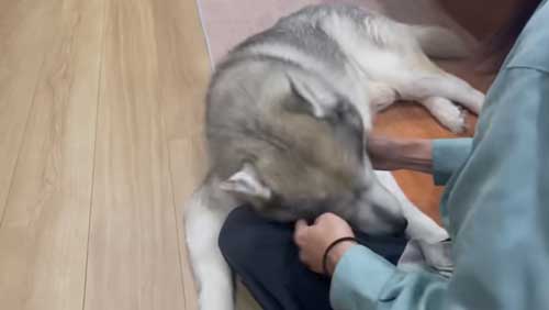 お姉さんにべったりくっつくシベリアンハスキー
