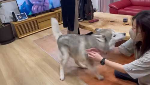 帰ってきて喜ぶシベリアンハスキー