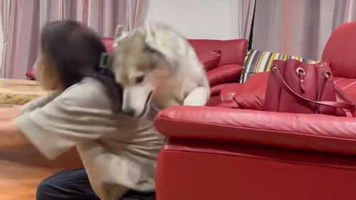 駆け回るシベリアンハスキー