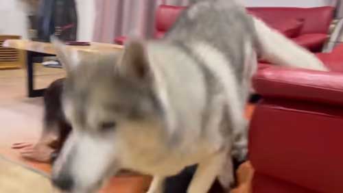 吹き飛ばすシベリアンハスキー