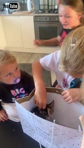 「Surprising Granddaughter with a Birthday Kitten || ViralHog」