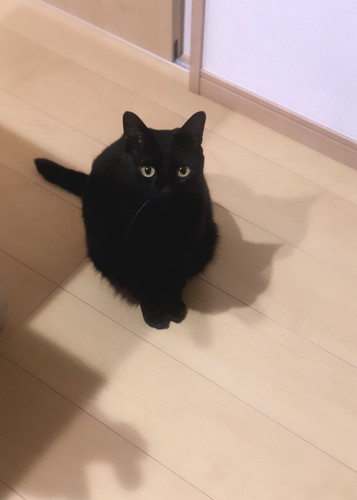 飼い主がうっかり「ちゅ〜る」と言い、恐る恐る足元を見ると