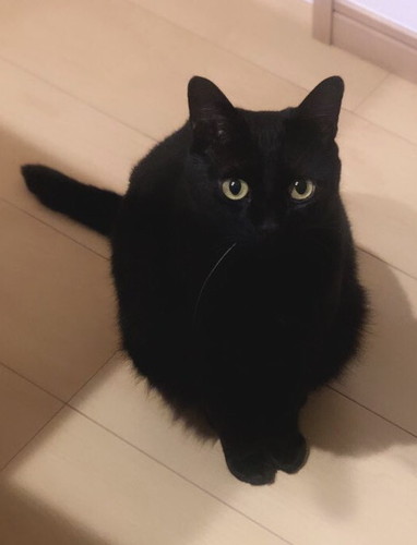 ねころく様 飼い主がうっかり「ちゅ〜る」と言い、恐る恐る足元を見ると
