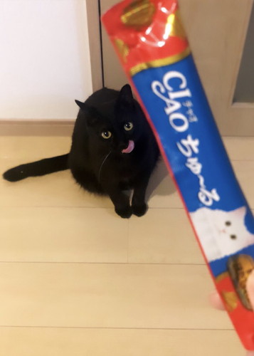 飼い主がうっかり「ちゅ〜る」と言い、恐る恐る足元を見ると