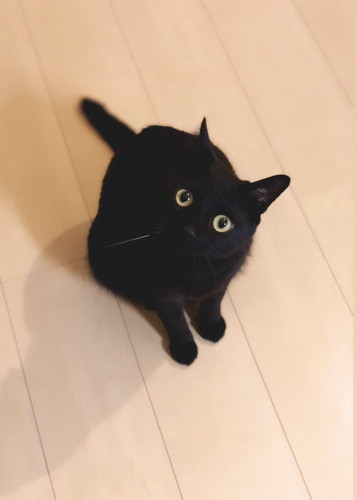 見上げる黒猫