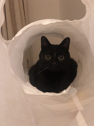飼い主がうっかり「ちゅ〜る」と言い、恐る恐る足元を見ると