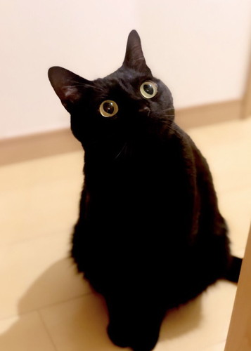 ねころく様 飼い主がうっかり「ちゅ〜る」と言い、恐る恐る足元を見ると