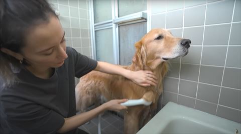 兄ワンコシャワー