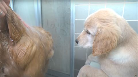 子犬横顔アップ