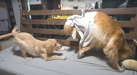 プレイバウワンコ