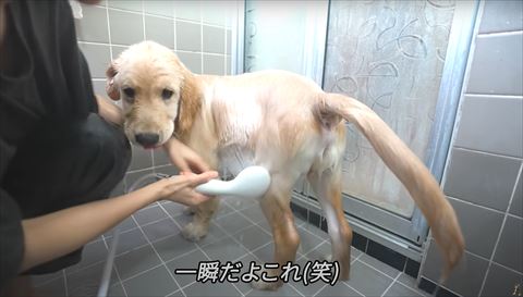 シャワー子犬