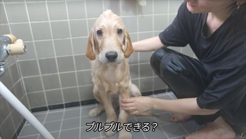 お風呂でお座りする子犬正面