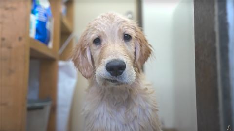 子犬の口への字アップ