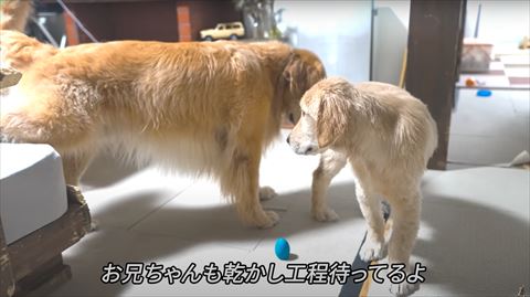 子犬の匂いかぐジョイくん