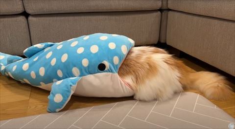 サメに入ろうとする大きな猫