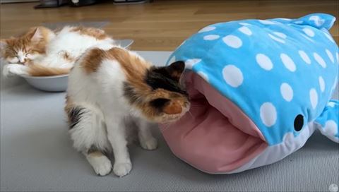 サメの匂いをかぐ