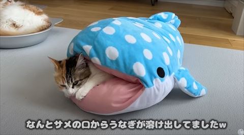 溶けだしてましたテロップ