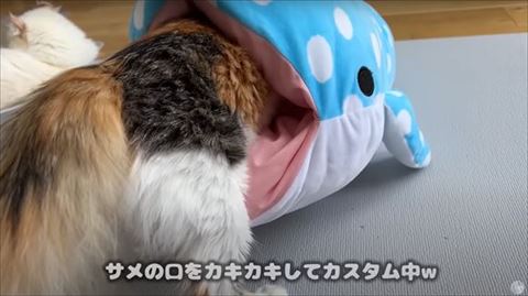 猫ちゃんのお尻