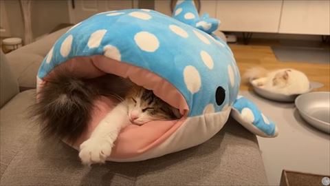 寝てる猫ちゃん