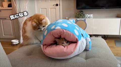 背後からのぞく大きな猫