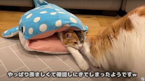 サメ猫ちゃんの匂いをかぐ猫