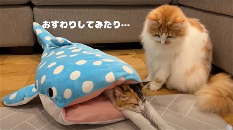 お座りして後輩猫みる猫ちゃん