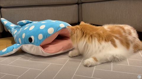 サメを見る大きな猫