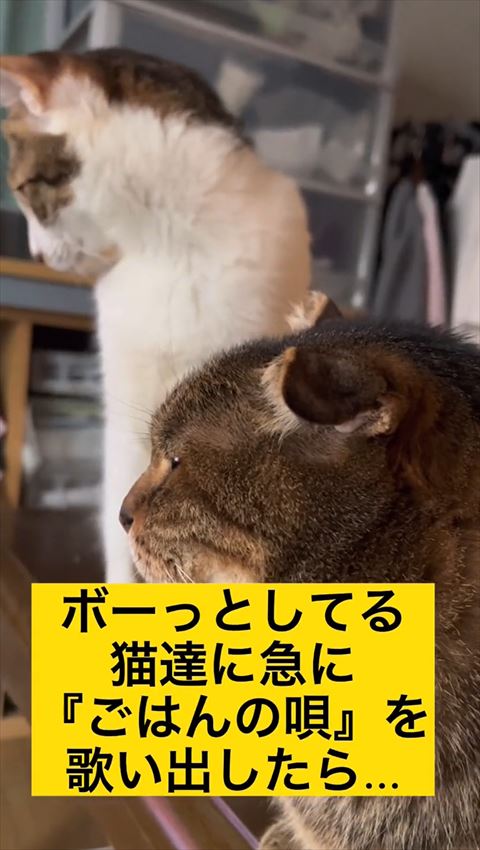 にゃんずの横顔