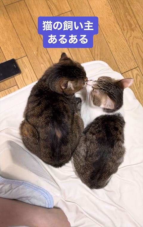 キスしてる猫2匹