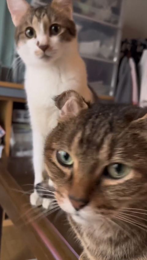 カメラを見る猫ちゃん口閉じてる