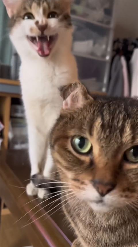 大きく口をあけるミミちゃん