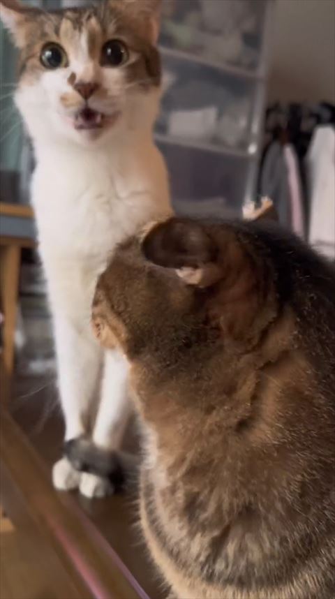 後ろの猫を見る猫