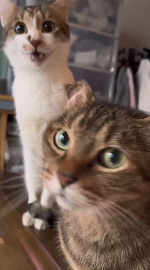 少し口をあけた猫とこちらを振り返る猫