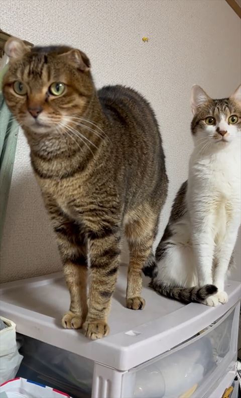 棚の上にいる猫2匹