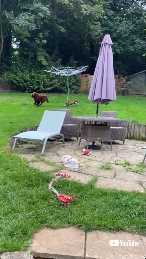 犬を必死で追いかける猫